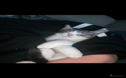 Mixed Breed cats for sale: 1 male & 1 female kitten available  - Image 6