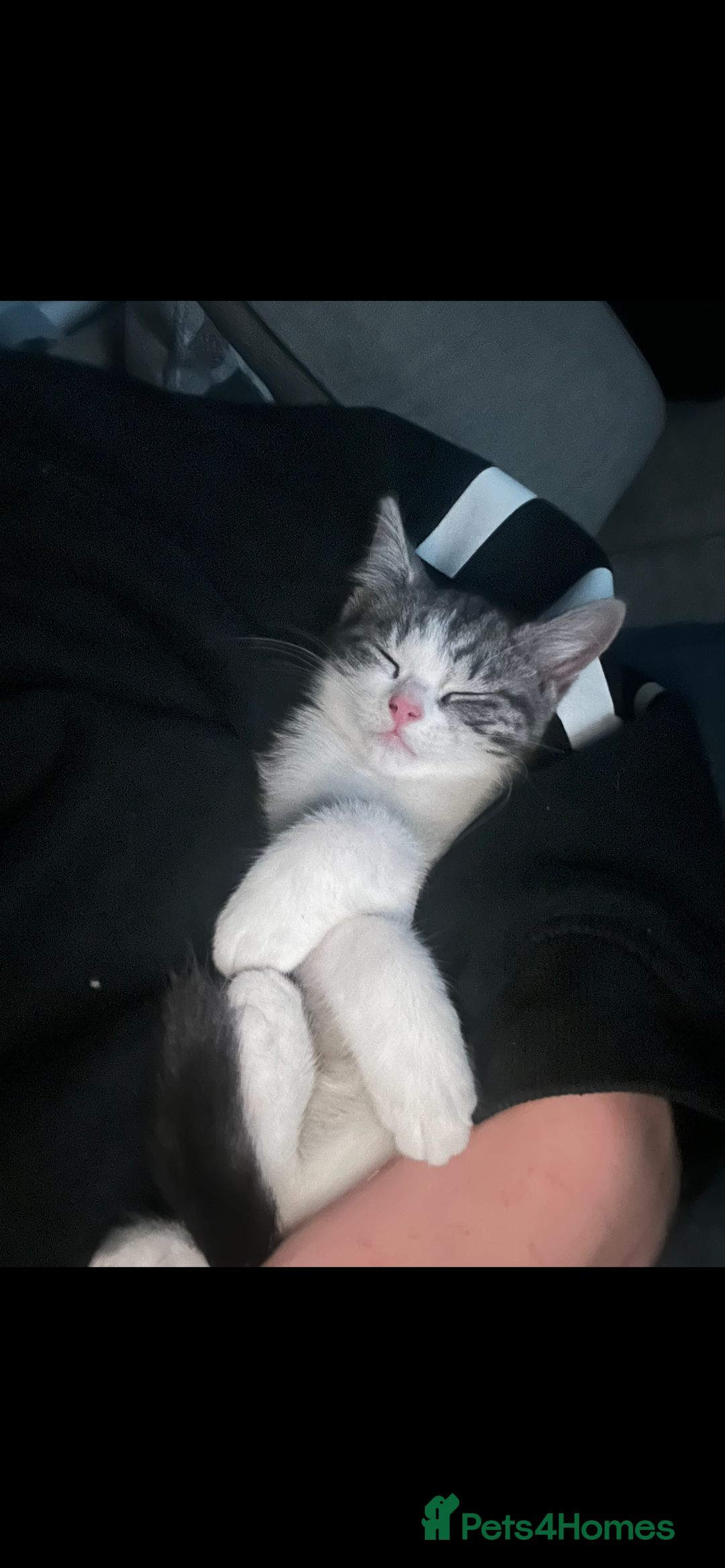 Mixed Breed cats for sale: 1 male & 1 female kitten available  - Image 6