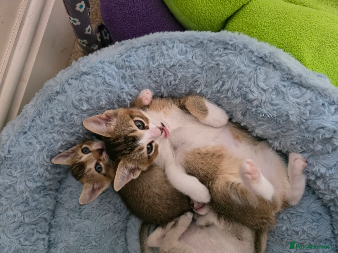 Singapura cats for sale: Accidental Singapura x Abyssinian x Moggie in Lowestoft - Advert 4