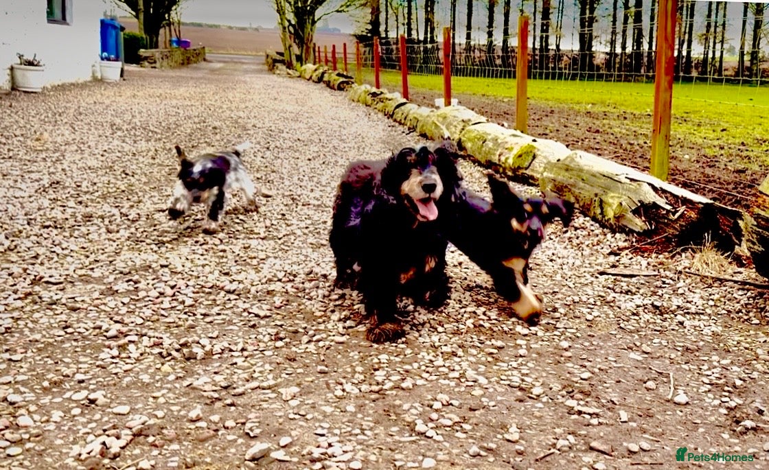 Cocker Spaniel dogs Fully vaccinated show cockers ready to go! - Advert 16