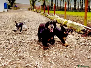 Cocker Spaniel dogs Fully vaccinated show cockers ready to go! - Advert 16