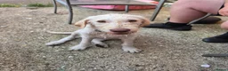 Labradoodle dogs for sale: Labradoodle 4 months old  - Advert 3