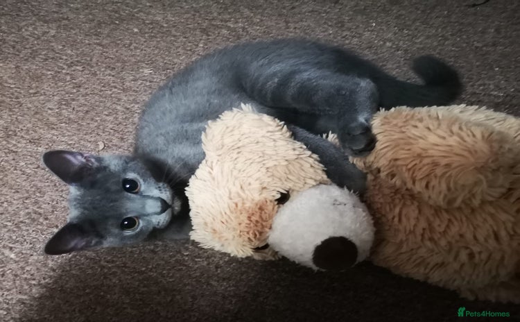 Russian Blue cats - Advert 2