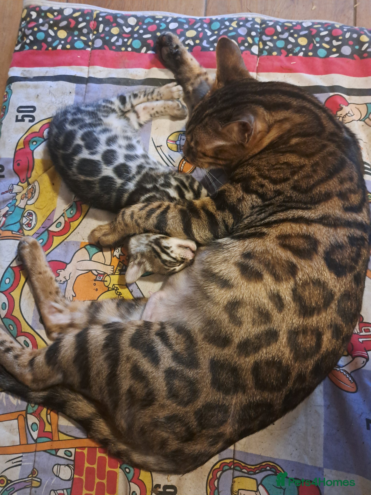 Bengal cats Beautiful TICA Bengal Kittens - Advert 2