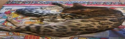 Bengal cats for sale: Beautiful TICA Bengal Kittens - Advert 2