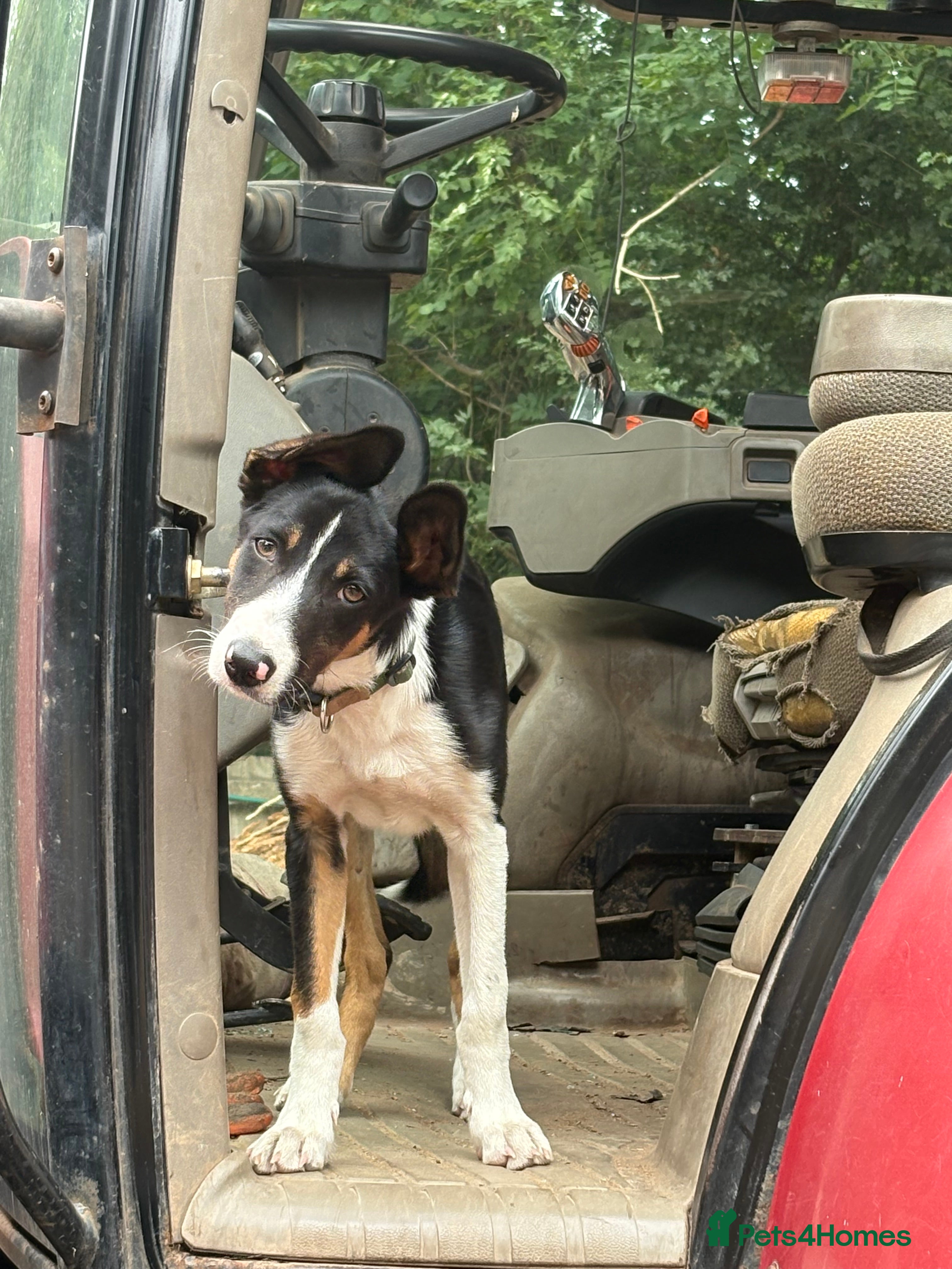 Border Collie dogs Roscoe  - Advert 6