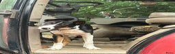 Border Collie dogs for sale: Roscoe  - Advert 1