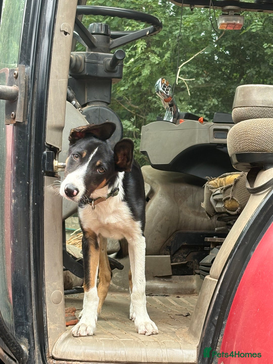 Border Collie dogs for sale: Roscoe  - Advert 1