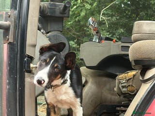 Border Collie dogs Roscoe - Advert 3