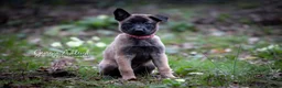Belgian Shepherd Dog dogs for sale: KC Belgian Malinois pups *2 MALES AVAILABLE* - Advert 6
