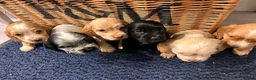 Cocker Spaniel dogs for sale: Stunning Show type cocker spaniel puppies  - Advert 2