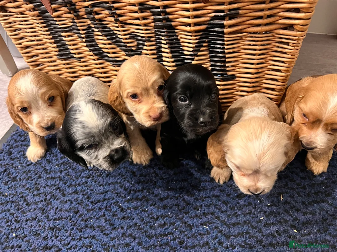Cocker Spaniel dogs for sale: Stunning Show type cocker spaniel puppies  - Advert 2