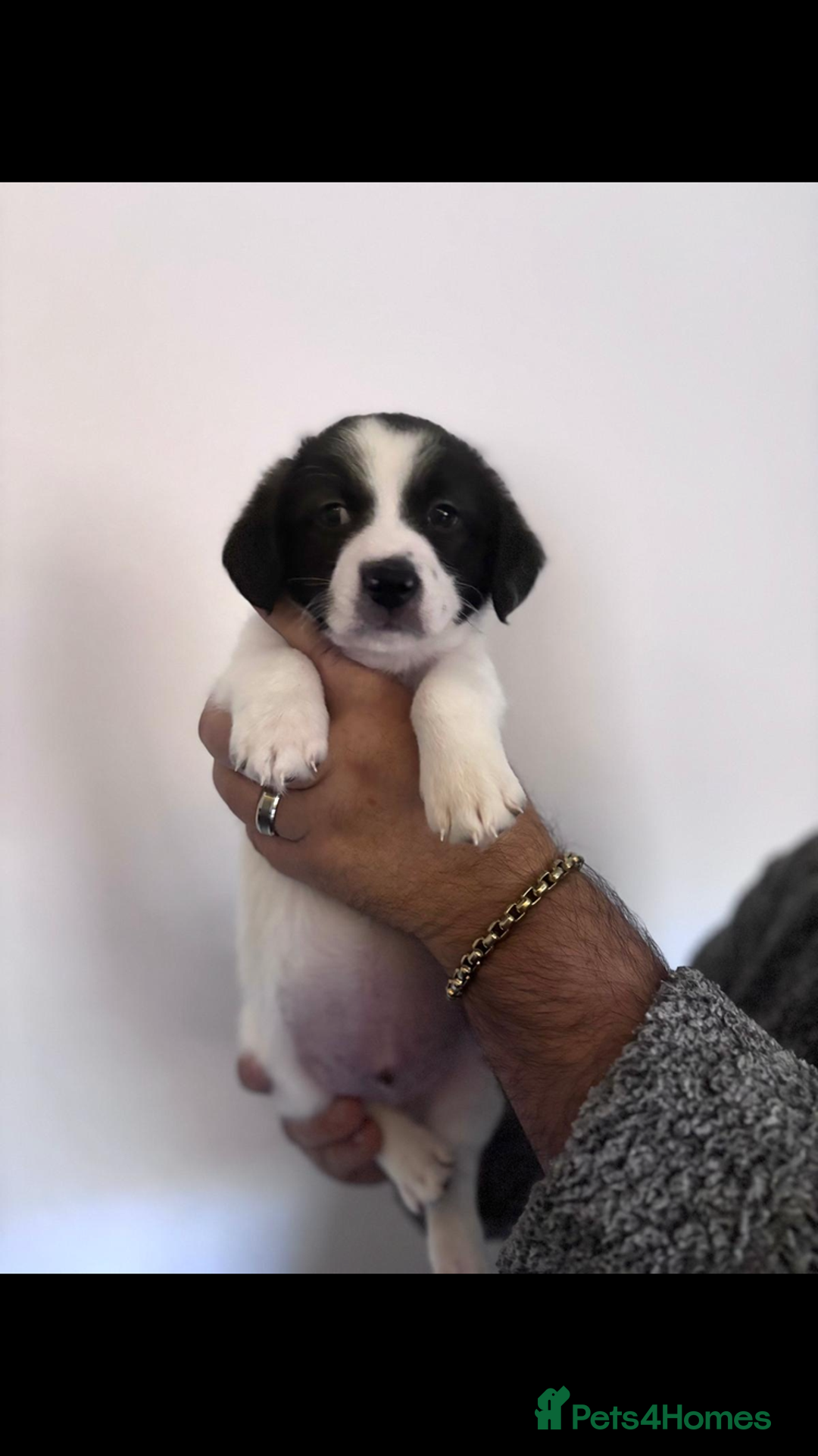 Mixed Breed dogs for sale: Bijon Cross Male Puppy - Advert 4