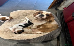 Cavalier King Charles Spaniel dogs for sale: Stunning Cavalier Puppies - Image 7