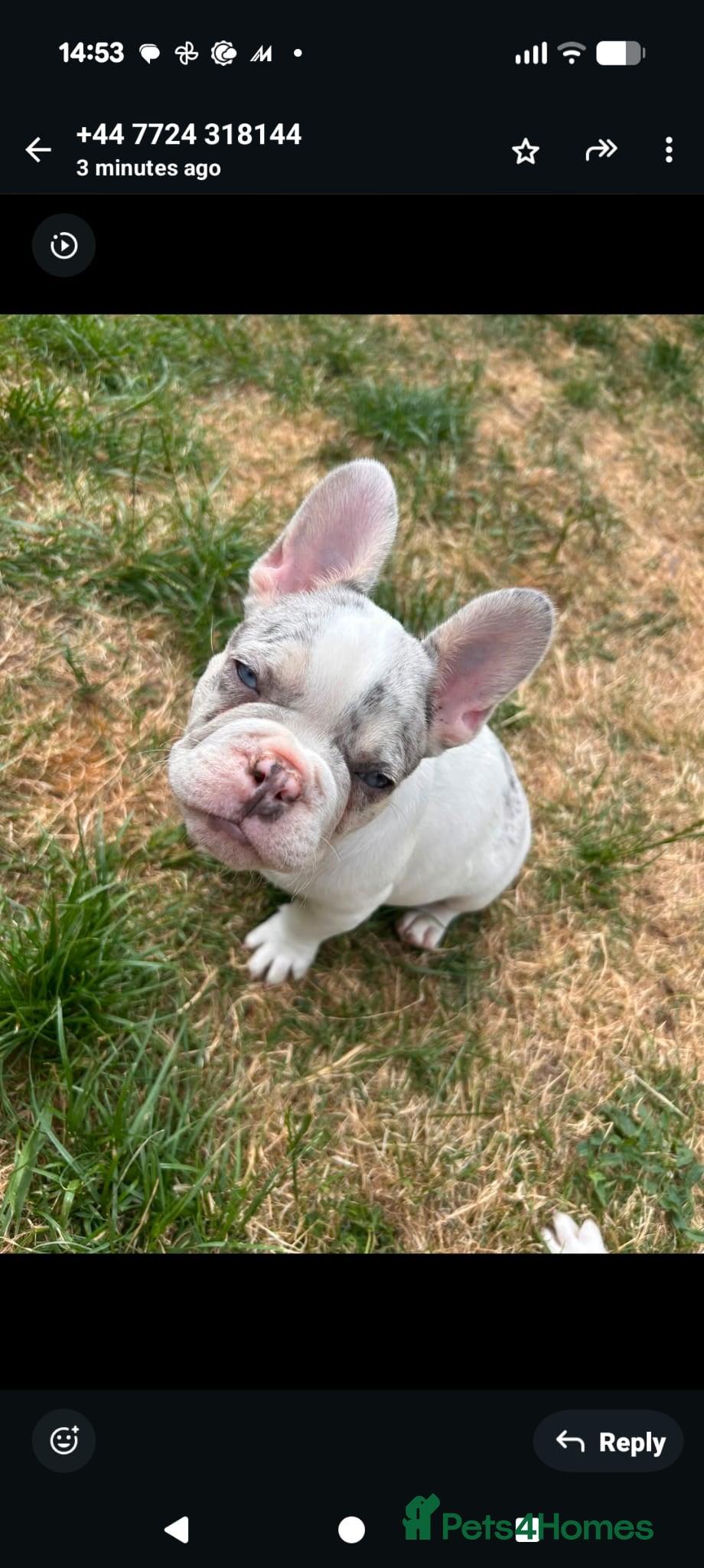 French Bulldog dogs for sale: DWKC French bulldog puppies  - Advert 2