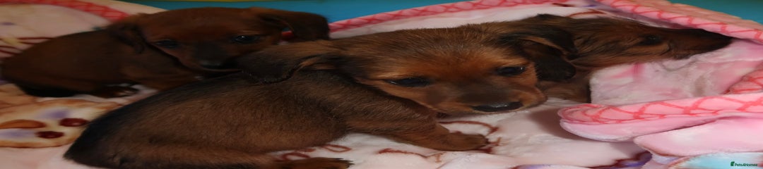 Mixed Breed Puppy 2
