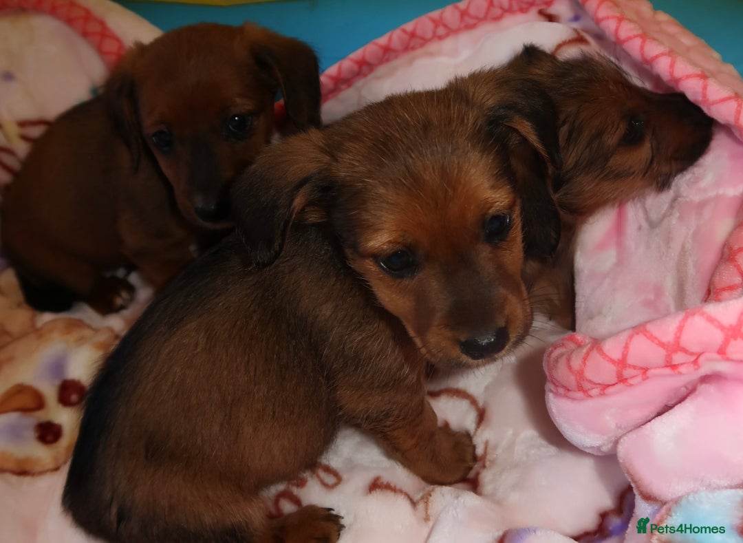 Mixed Breed dogs for sale: Dachshund cross jack russel pups - Image 6