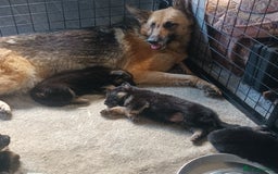 German Shepherd dogs for sale: German Shepherd puppies - Image 6