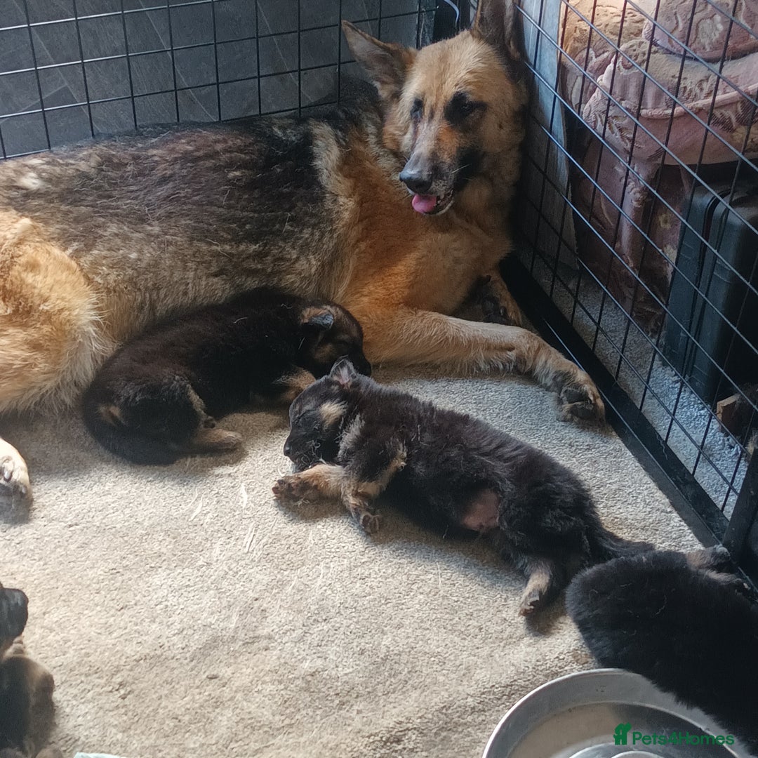 German Shepherd dogs for sale: German Shepherd puppies - Image 6