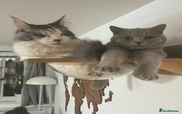 British Shorthair cats for sale: missy! grey british short hair. - Image 24