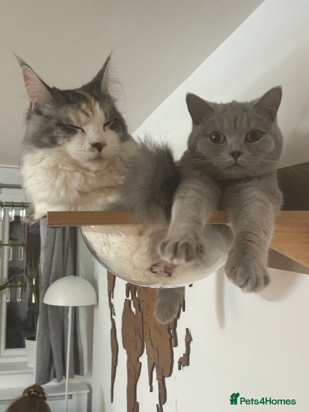 British Shorthair cats for sale: missy! grey british short hair. - Image 24