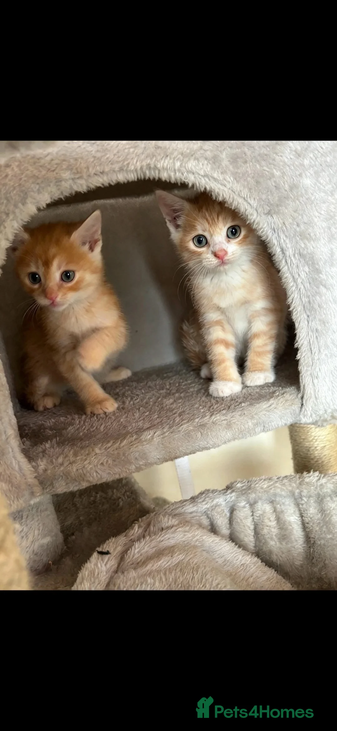 Mixed Breed cats for sale: Beautiful mixed bsh cream/ginger kittens 💕 - Advert 1