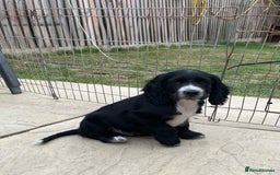 Cocker Spaniel dogs for sale: Beautiful Cocker Spaniel Puppies  - Image 3