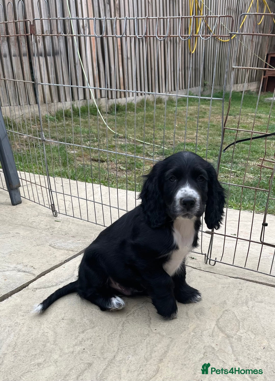 Cocker Spaniel dogs for sale: Beautiful Cocker Spaniel Puppies  - Image 3