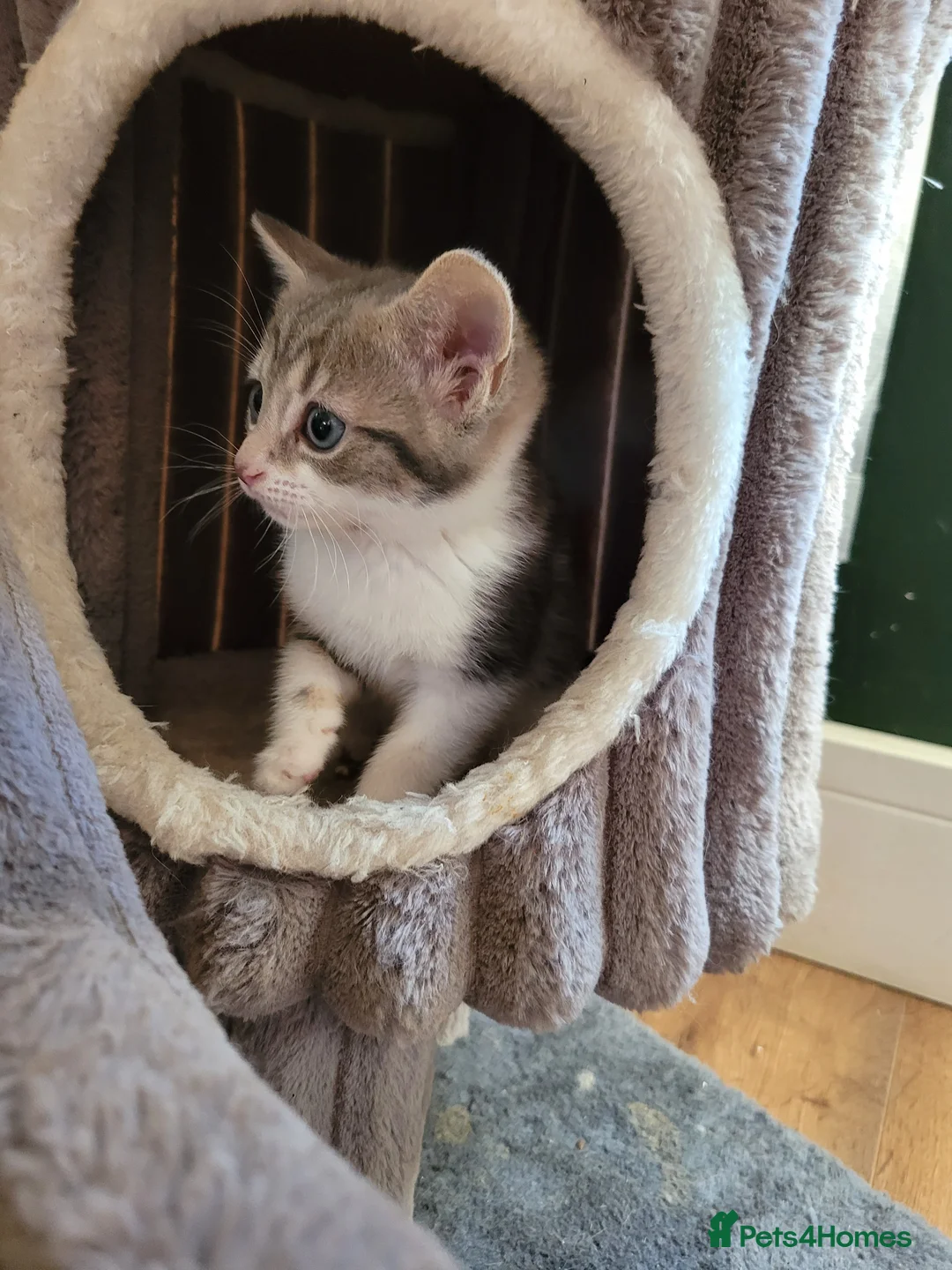 Mixed Breed cats for sale: 2 adorable girls and 1 boy - Advert 2