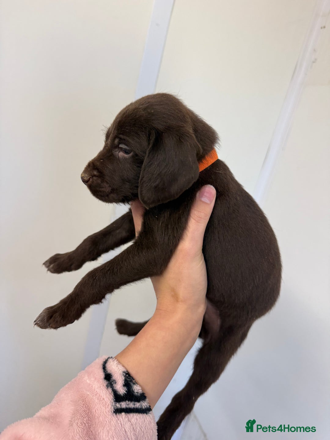 German Wirehaired Pointer dogs for sale: 11 German Wirehaired Pointer Puppys - Advert 6