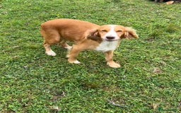 Cocker Spaniel dogs for sale: Adorable Kc reg Cocker pups - Image 22