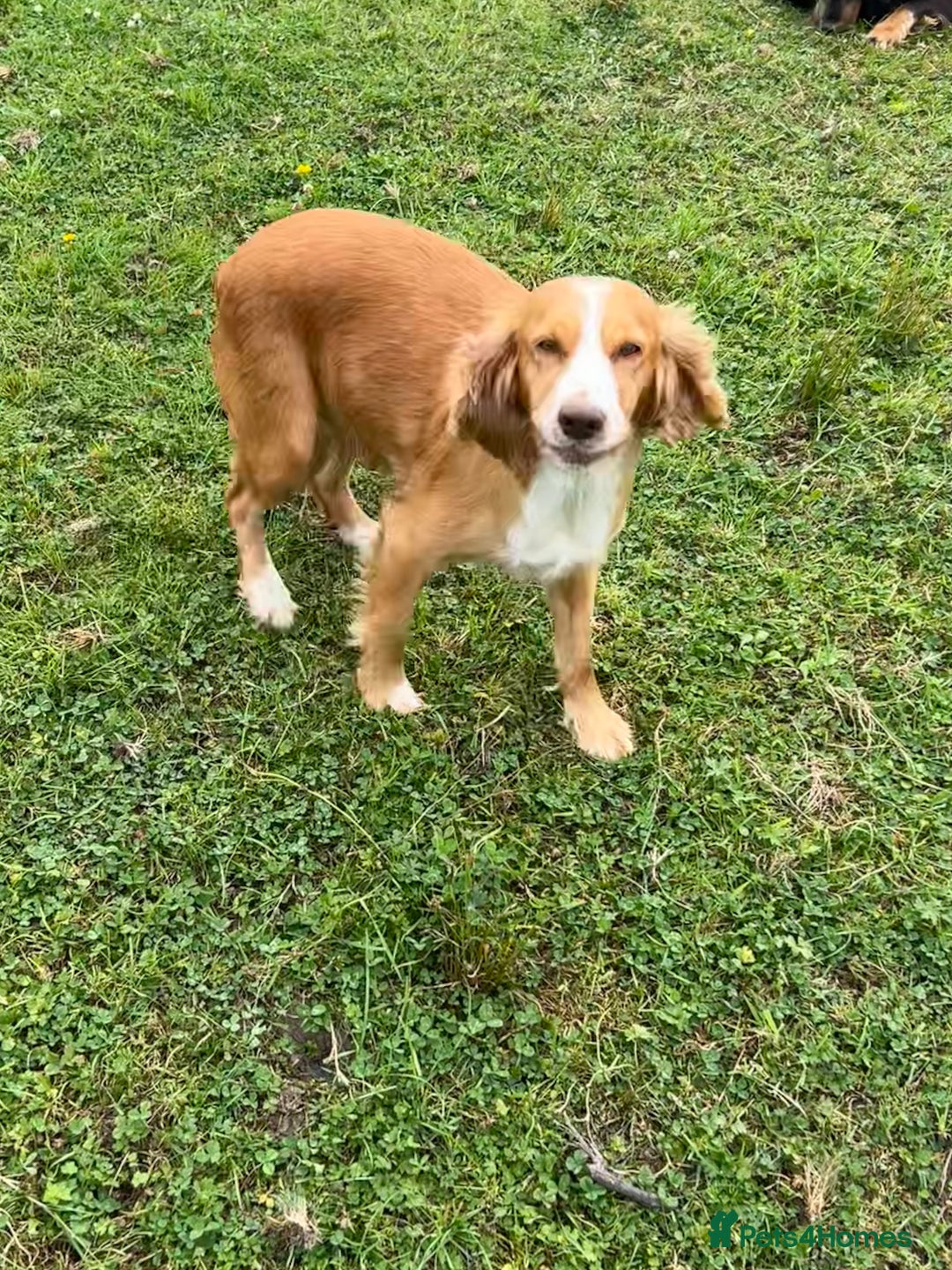 Cocker Spaniel dogs for sale: Adorable Kc reg Cocker pups - Image 22