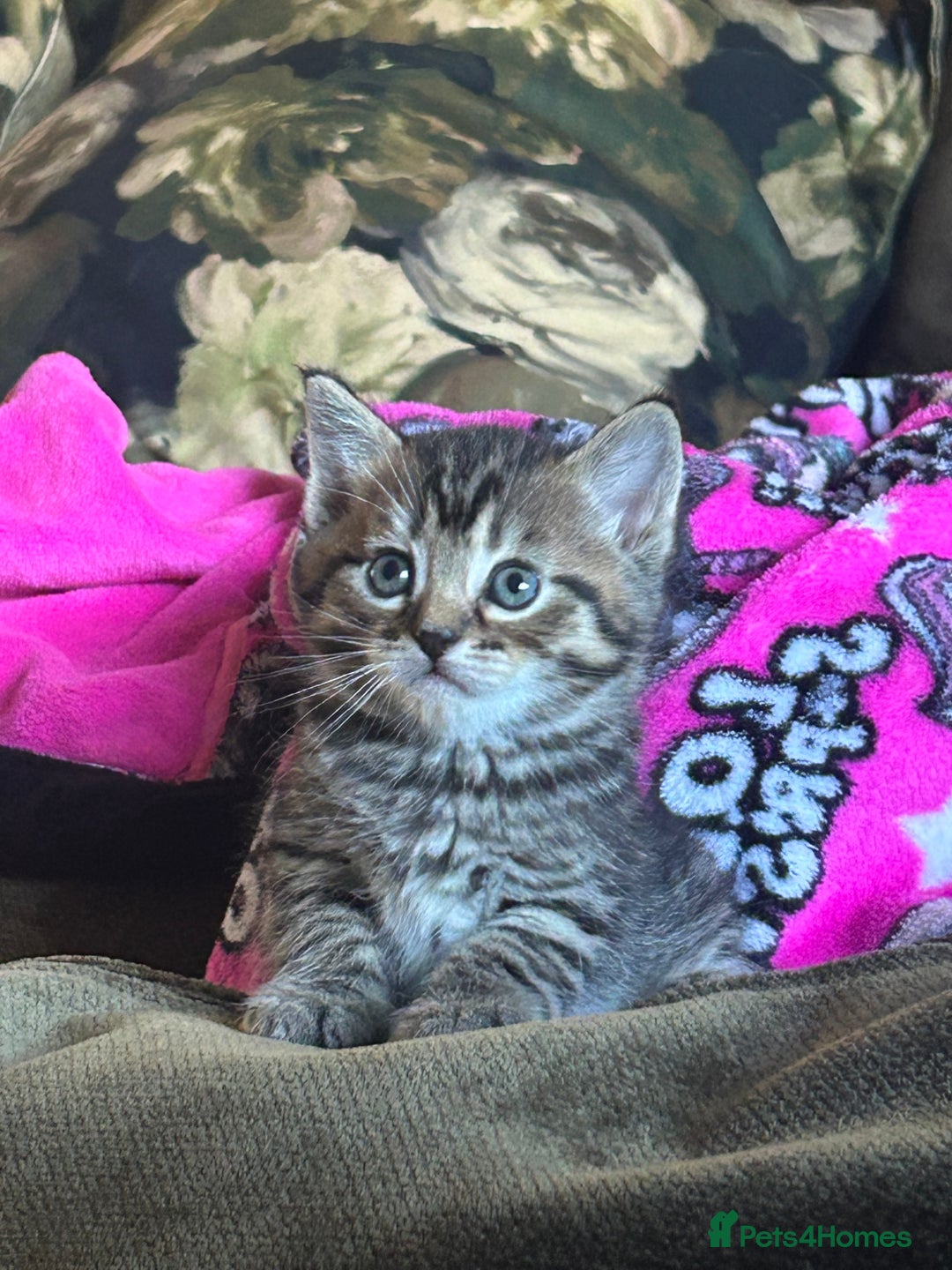 Bengal cats for sale: ‼️ RESERVED  ‼️Bengal x Persian  - Image 7