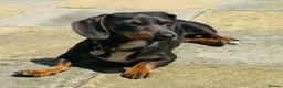 Dachshund dogs for sale: 6 beautiful dachshund puppies - Advert 4