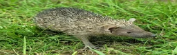 Pygmy Hedgehog rodents for sale: Gorgeous 2026 Lesser Tenrec babies - Advert 7