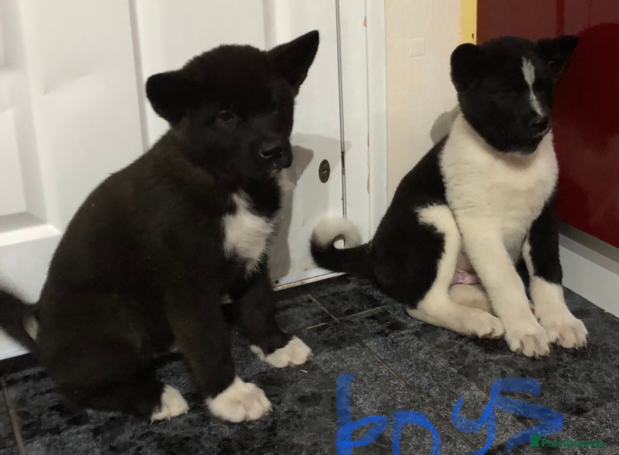 Akita dogs 7 bear faced American Akitas puppies  - Advert 8