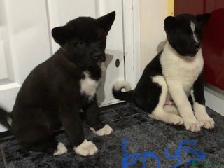 Akita dogs 7 bear faced American Akitas puppies - Advert 8