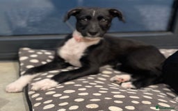 Lurcher dogs for sale: Deerhound bull greyhound x - Image 12