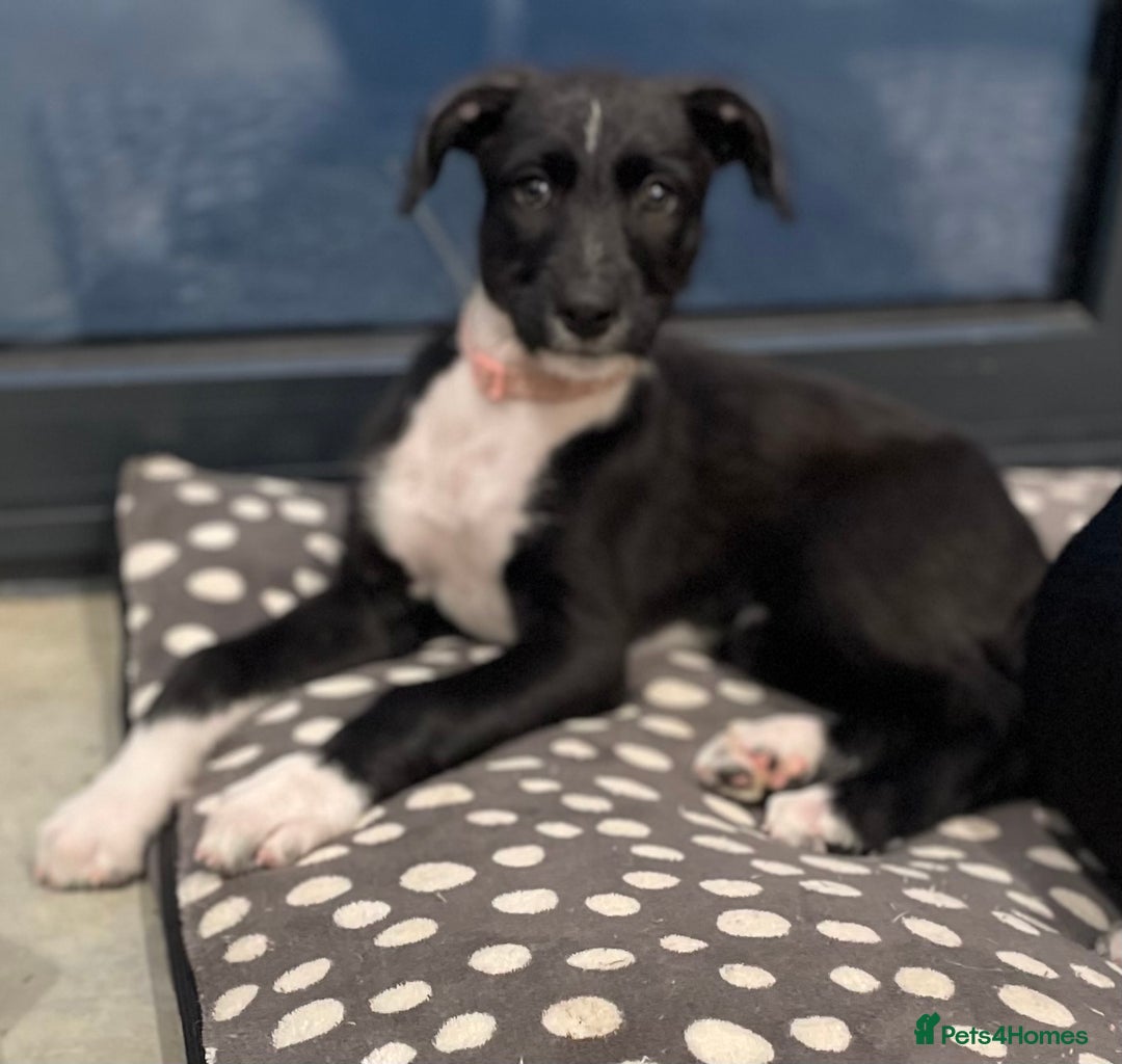Lurcher dogs for sale: Deerhound bull greyhound x - Image 12