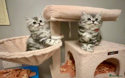 British Longhair cats for sale: Silver tabby British Longhair pedigree registered  - Image 4