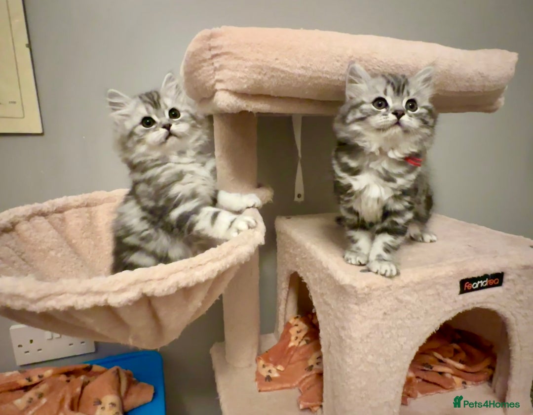 British Longhair cats for sale: Silver tabby British Longhair pedigree registered  - Image 4
