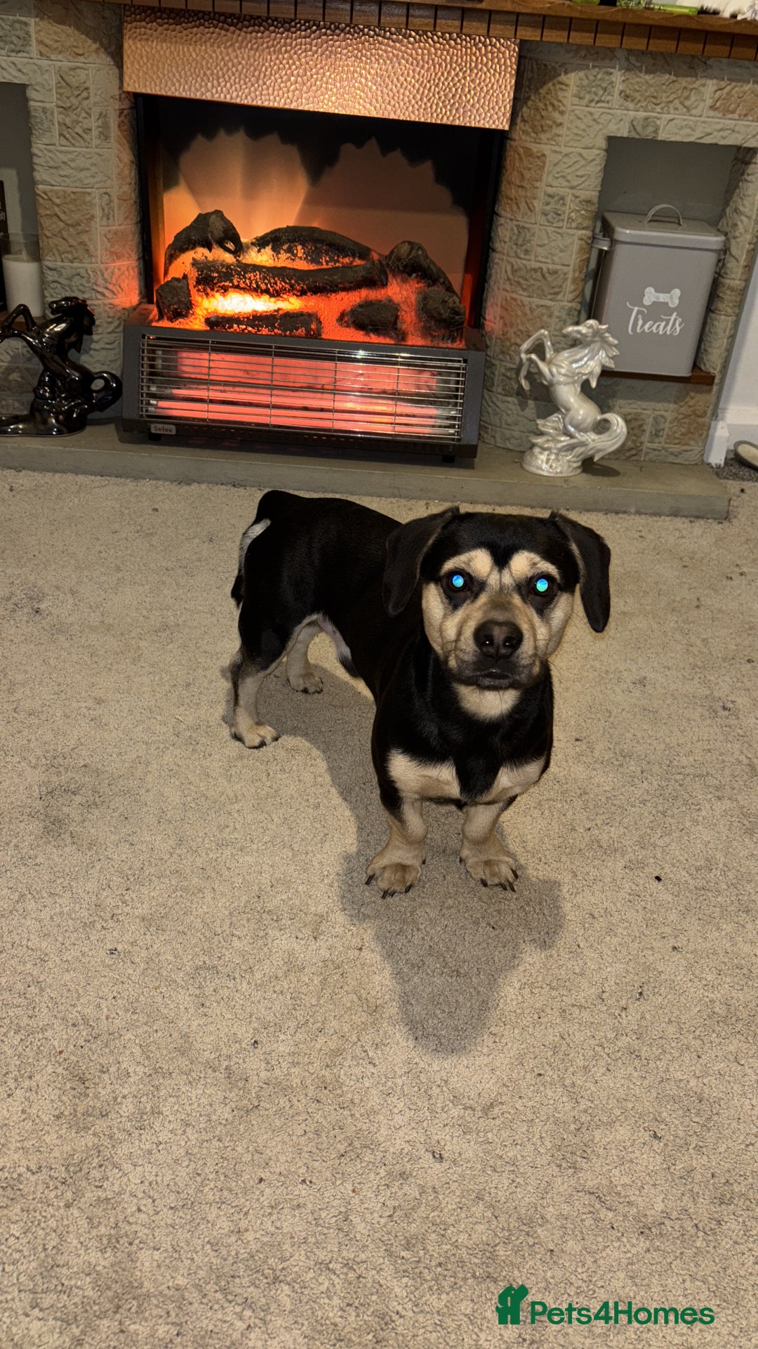 Mixed Breed dogs for sale: Small mixed breed boy - Advert 2