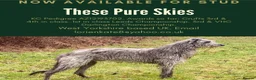 Deerhound dogs for stud: Pedigree Scottish Deerhound stud - Advert 1