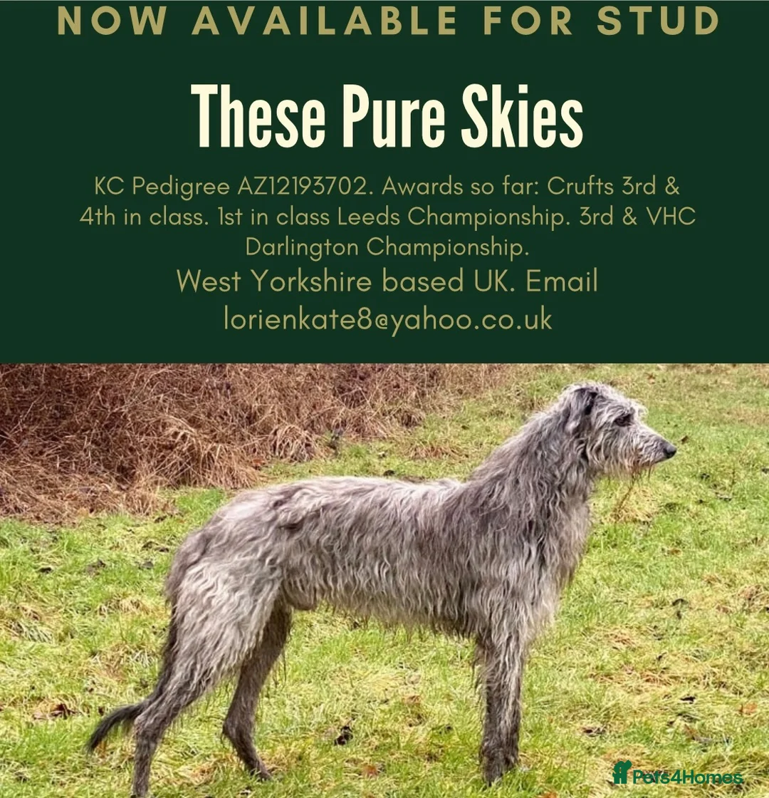 Deerhound dogs for stud: Pedigree Scottish Deerhound stud - Advert 1