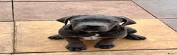 Cane Corso dogs for sale: Cane corso puppies  - Advert 7