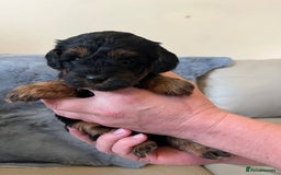 Shihpoo dogs for sale: beautiful shihpoo litter - Image 27