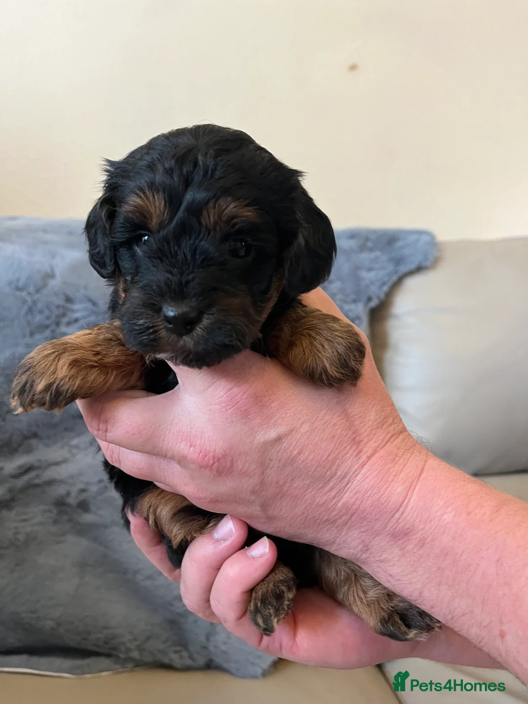 Shihpoo dogs for sale: 1 girl left shihpoo puppy fully vaccinated  - Advert 29