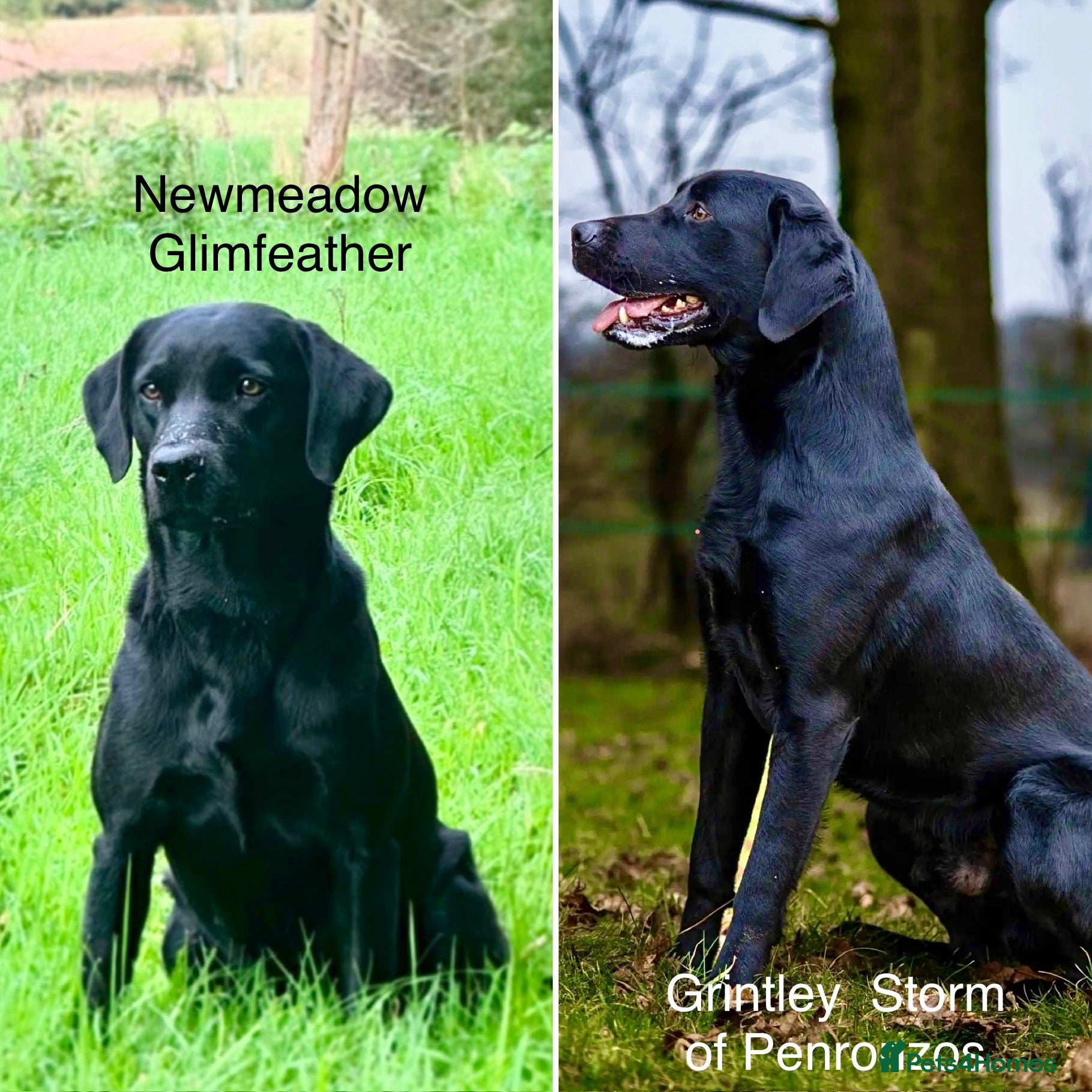 Labrador Retriever dogs Outstanding KC Reg Health Tested Black Lab Pups - Advert 1