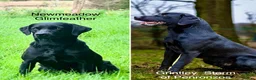 Labrador Retriever dogs for sale: Outstanding KC Reg Health Tested Black Lab Pups - Advert 1