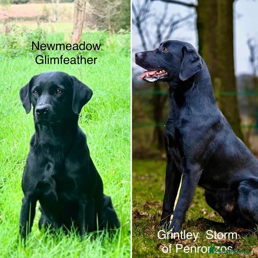 Labrador Retriever dogs for sale: Outstanding KC Reg Health Tested Black Lab Pups - Advert 1